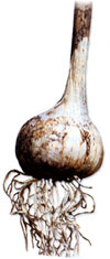 Shvelisi garlic.
